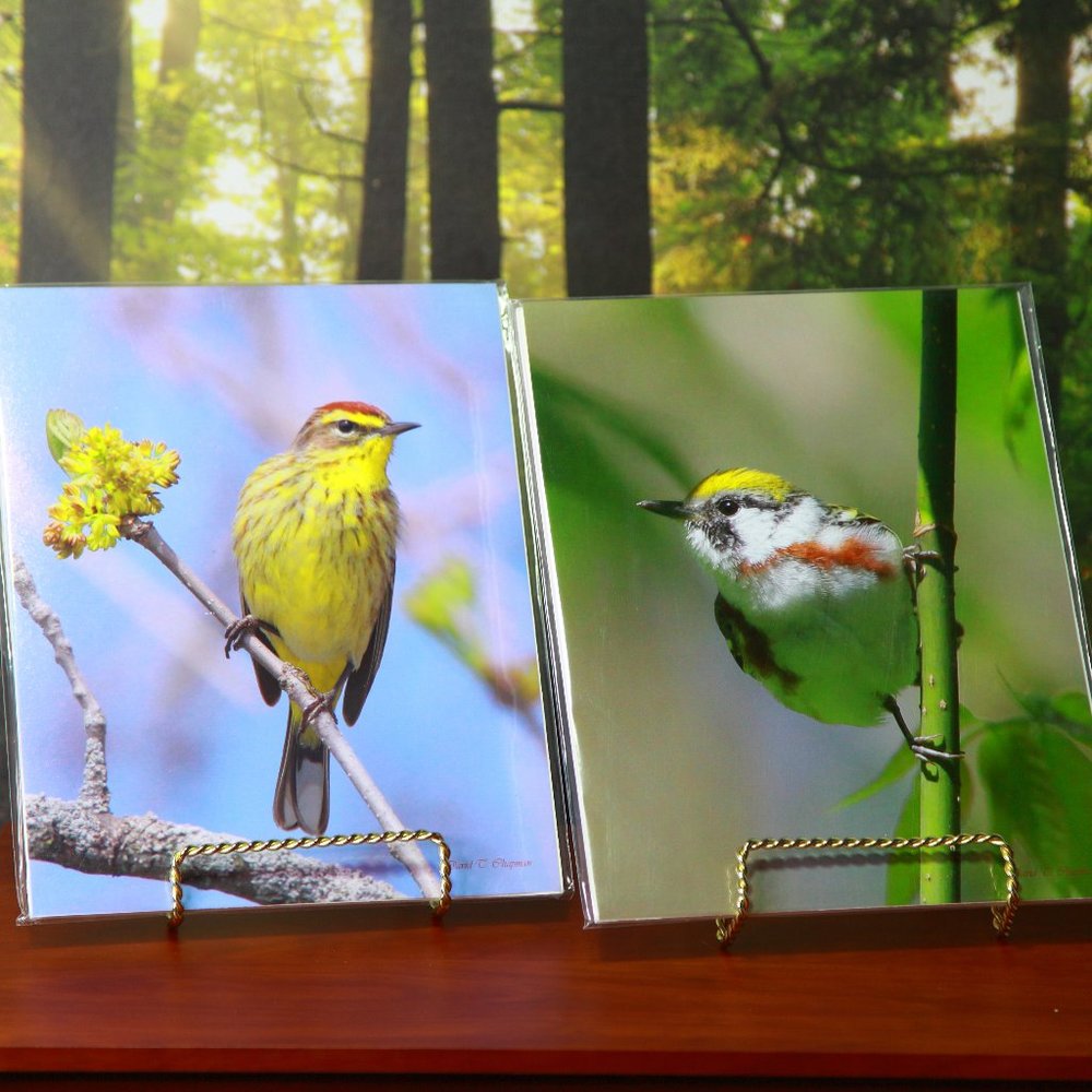 Beautiful Bird Set of a Palm Warbler & Chestnut Sided Warbler